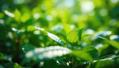 Sunlight filters through fresh green foliage in a lush garden, creating a peaceful and revitalizing natural scene