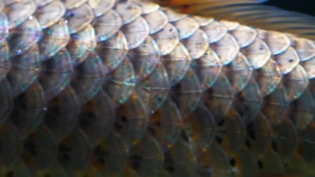 Iridescent fish scales in mesmerizing rows