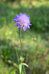 Close-up of a single purple wildflower blooming in a sunlit meadow. Blurred green background with natural bokeh. Minimalist composition highlighting delicate flower detail.