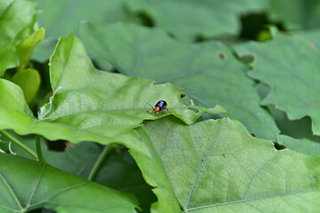 クロウリハムシ