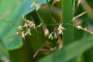 マコモの雌花