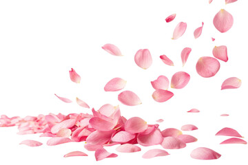 Pink rose petals falling and scattering isolated on transparent background