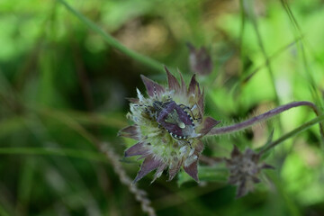 Hairy Shieldbug beetle blends its colors with the surrounding flower in nature mimicry