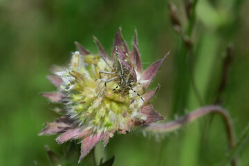 Close-up portrait macro photography of a meadow beetle Hairy Shieldbug 