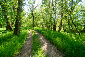 A picturesque spring scene in the woods, with a muddy path and the sun shining through the tree foliage onto the ground.