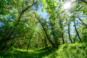 The picturesque spring scenery in the verdant woodland, with the sunbeams filtering through the foliage onto the verdant ground.