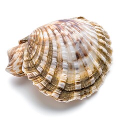 Obraz premium Close-up of a seashell, light beige, brown, and white, with intricate ribbing and spiral