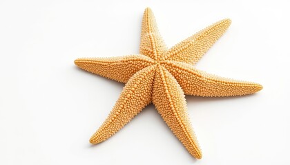 Delicate Seastar with Five Arms Exhibiting a Dermal Texture and Gentle Ochre Coloring, Presented Against a Pristine and Unblemished Background