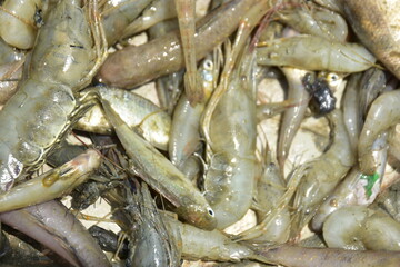 Freshwater Shrimp and Fish Catch Close-Up