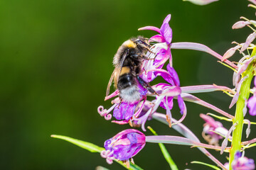 bee on a flower