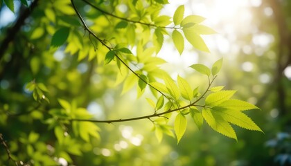 Obraz premium Sunlight filtering through leaves of a tree branch creates a peaceful and vibrant outdoor scene during the daytime