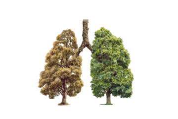 Lungs depicted as two trees; one healthy, vibrant green, the other withered, light brown
