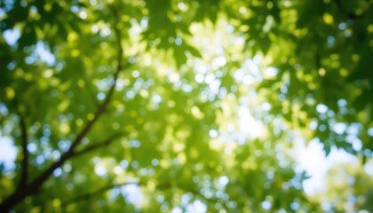 Fototapeta premium Gentle sunlight streams through verdant canopy, creating a soothing, natural ambiance and a blurred view of overhead tree branches and sky