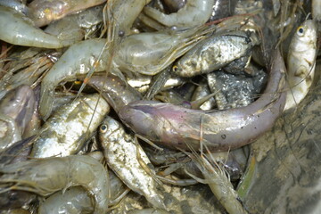 Freshwater Catch from Bakkhali River: Snakehead Fish, Chole Fish, and Shrimp