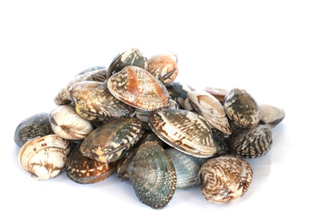 Clams on white background. Seafood.
