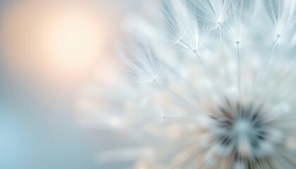 Naklejka premium A Gentle Abstraction Soft, Dreamy Seed Head with Airy Filaments and a Subtle, Pale Color Palette Against a Blurred Background