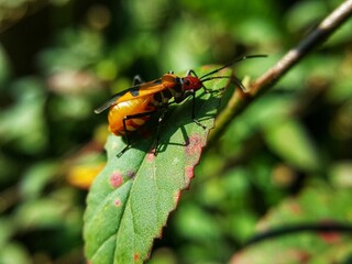 female red cotton bugs on leaf