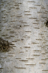 Baumrinde, Birke, Betula, Nordrhein-Westfalen, Deutschland