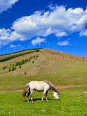 Saddled Mongolian horses and grazing cattle on the steppe near Ulaanbaatar, captured during a horse riding tour