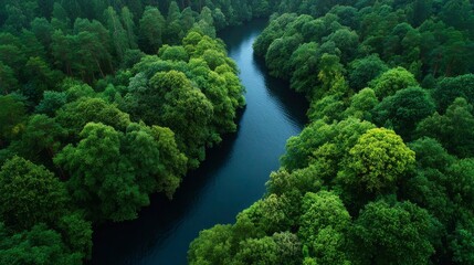 Naklejka premium Serene River Flowing Through Forest: An aerial shot capturing a mesmerizing scene of a pristine river winding its way through a lush, vibrant forest, with an abundant canopy.