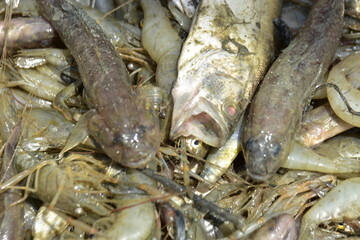 Bangladesh's freshwater fish are delicious, small, and have a variety of fish. They are delicious and nutritious to eat.