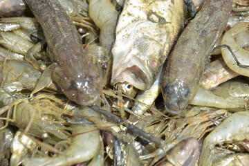 Bangladesh's freshwater fish are delicious, small, and have a variety of fish. They are delicious and nutritious to eat.