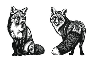 Fototapeta premium Vector art of two fox illustrations, isolated on white background vintage style drawing of wild animal in different poses, perfect for logo and design