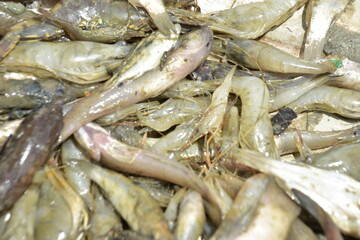 Freshwater Catch from Bakkhali River: Snakehead Fish, Chole Fish, and Shrimp