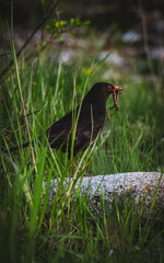 black winged blackbird carrying a worm