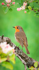 robin on a branch