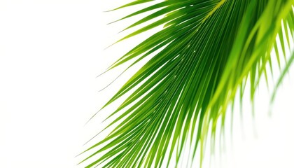 Obraz premium Brightly lit image of fresh green palm leaf against a clean white background, presenting a simple and natural aesthetic