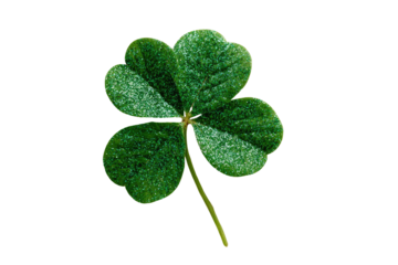 Close-up of a vibrant green four-leaf clover, sharply focused against a black background.  Detailed leaf structure with subtle variations in shades of green, outlined by a thin, light border