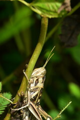 A brown striped grasshopper clings vertically to the stem of a mimosa plant in a garden in Cox's Bazar, Bangladesh.