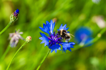 bee on a flower
