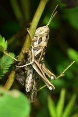 A brown striped grasshopper clings vertically to the stem of a mimosa plant in a garden in Cox's Bazar, Bangladesh.