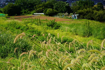 "Grasses and Fields of Japan" — Foxtail Grass and Expansive Farmland in Kanagawa