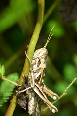 A brown grasshopper with striped patterns clings to a plant stalk. Tight macro shot with a dark, natural background.