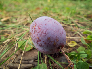 Close-up of a single purple plum lying on the ground