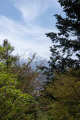 Scenic view of snow covered mount fuji with cherry blossoms in bloom during spring day in japan