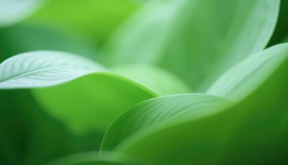 Close up of textured green leaves displays natural beauty with soft light and peaceful calming aesthetic