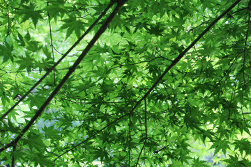 Obraz premium Close up of fresh green leaves of Acer Palmatum, Japanese Maple tree in early summer. Tree branches with young foliage in natural forest background.