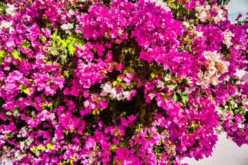 Naklejka premium Winter Bougainvillea in Oman