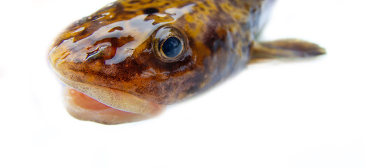Portrait of an underwater predator. Shooting a burbot's head on a white background