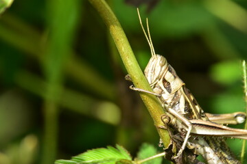 A grasshopper clings to a green stem in a detailed close-up shot.