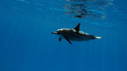 Dolphins. Spinner dolphin. Stenella longirostris is a small dolphin that lives in tropical coastal...