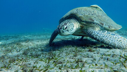 Big Green turtle , Green turtles are the largest of all sea turtles. A typical adult is 3 to 4 feet long and weighs between 300 and 350 pounds.