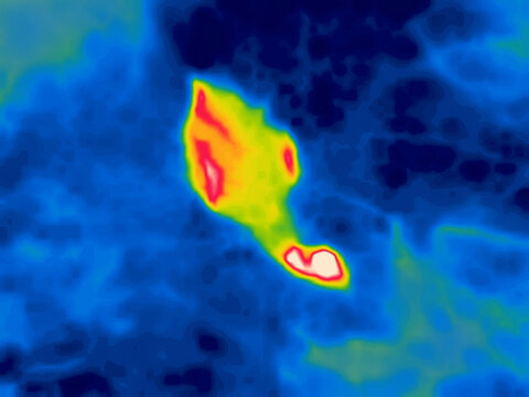 A slaughtered duck, shot game before plucking feathers, Image from thermal imager device