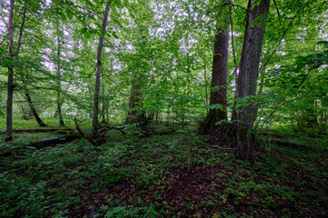 Obraz premium Late springtime deciduous forest with fresh green rich trees around