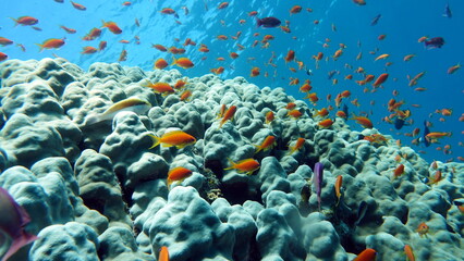 Colorful tropical fish on a coral reef, amazingly beautiful fairy world. In the coral gardens of the Red Sea.