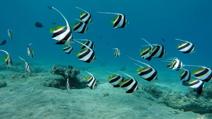 Colorful tropical fish on a coral reef, amazingly beautiful fairy world. In the coral gardens of the Red Sea.

